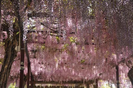 和気神社の藤 和気神社の藤の写真
