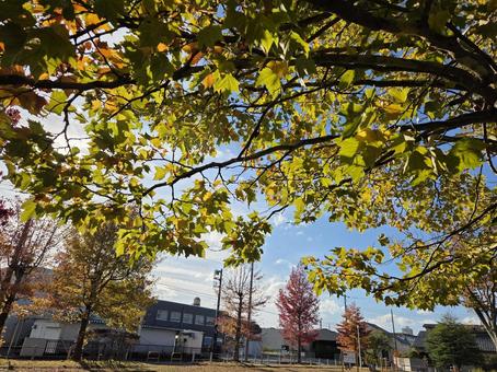 街路樹の紅葉 街路樹,紅葉,似つ錠の写真素材
