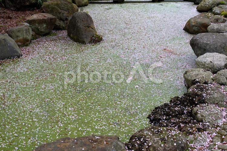 春の神祇大社風景　2025 春,アオコの池,さくらの花びらの写真素材