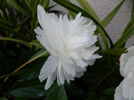 【薔薇の写真】バラの花 【薔薇の写真】バラの花の写真