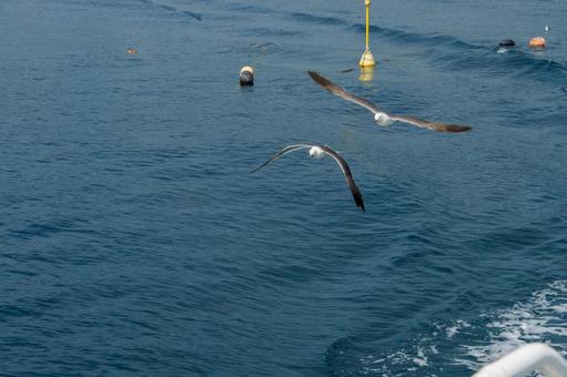 海面を飛ぶカモメの群れ 海面を飛ぶカモメの群れ 海,鳥,自然の写真素材