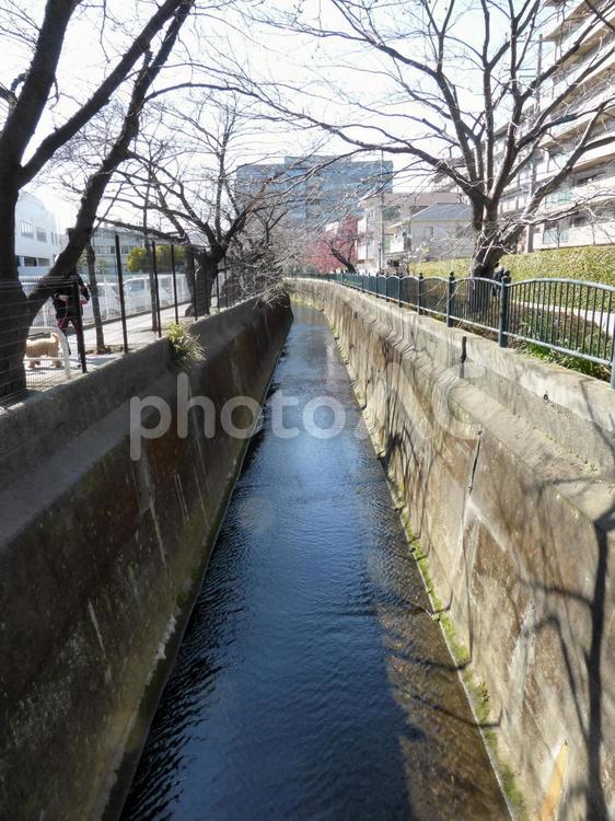 春近い街中を流れる用水路のある風景 川,河川,小川の写真素材