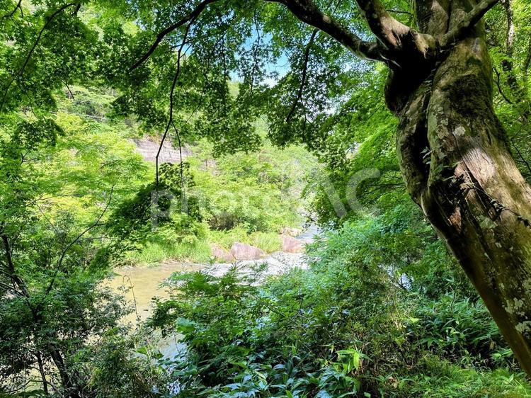 木々の隙間からのぞく川 山,森,木々の写真素材