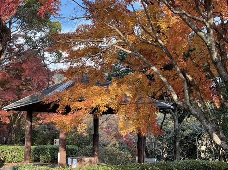 紅葉と東屋 もみじ,紅葉,東屋の写真素材