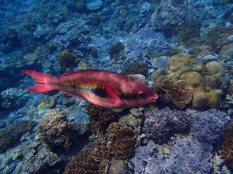 小笠原のブダイ 小笠原,ブダイ,シュノーケリングの写真素材