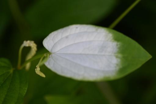 家の庭に植えてある半夏生の花と葉 家の庭に植えてある半夏生の花と葉の写真