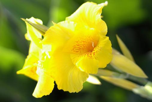 Photo, flower, plant, yellow, 