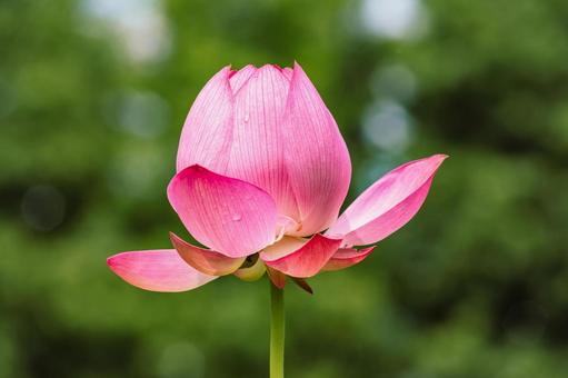 古代ハスと水滴ー91 古代ハスと水滴ー91 古代ハス,蓮,ハスの花の写真素材