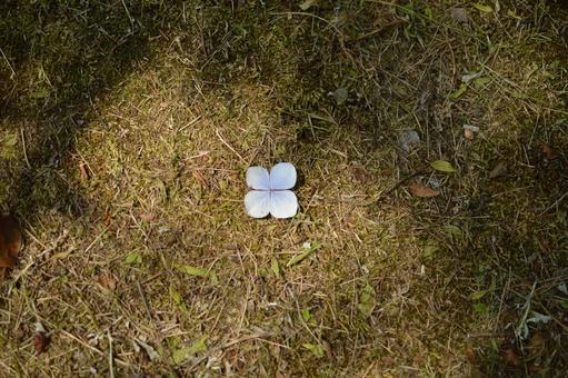 背景 地面に落ちたアジサイの花びら 背景 地面に落ちたアジサイの花びらの写真
