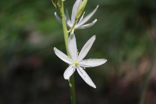 白い花びらのオオヒナユリの花のアップ 白い花びらのオオヒナユリの花のアップの写真
