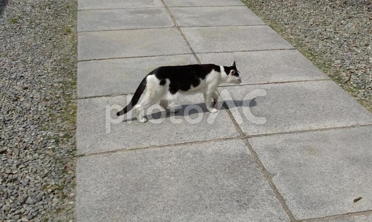 目の前を歩いていくネコ ネコ,動物,歩くの写真素材