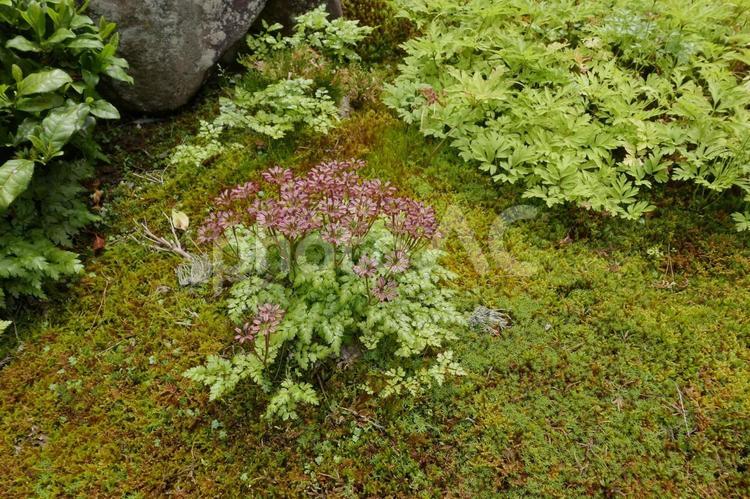 キクバオウレン　庭に自生の風景 キクバオウレン,黄連,オウレンの写真素材