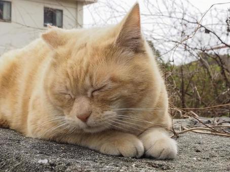 にゃんこ にゃんこの写真