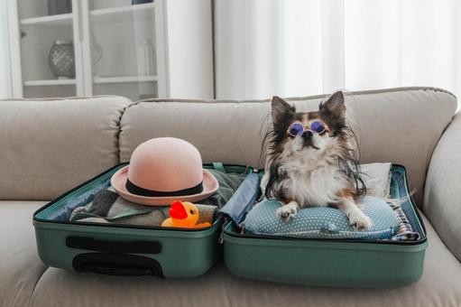 スーツケースの中でサングラスをつけて遠くを見る犬の写真