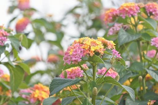 ランタナ14 ランタナ,オレンジ,黄色の写真素材