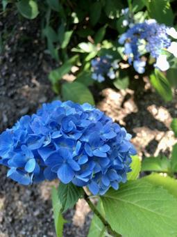 Photo, hydrangea, blue, deciduous low wood, 