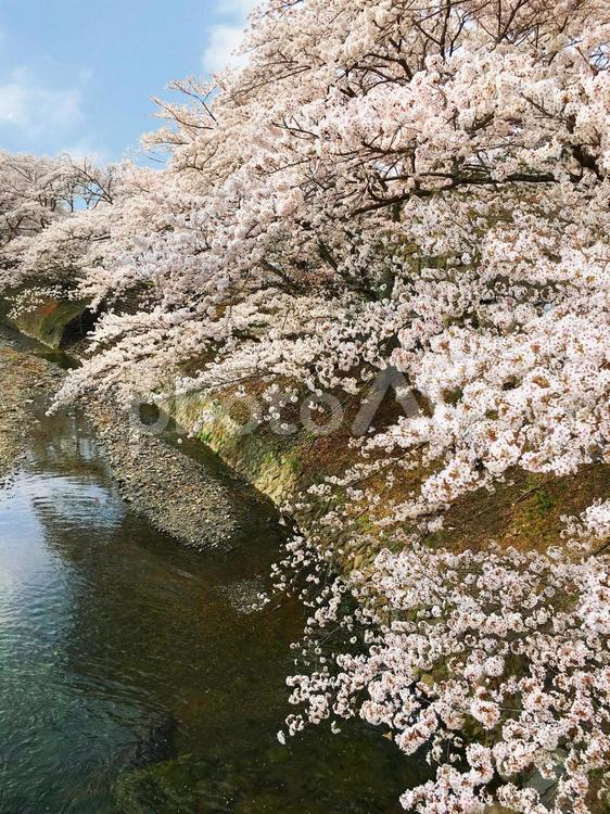 川沿いの桜並木 自然,桜,背景の写真素材