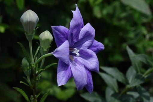 Photo, campanulaceae, flower, bellflower family, 