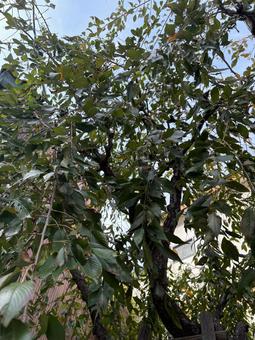 樹冠の緑を見上げて 樹木,木,庭木の写真素材