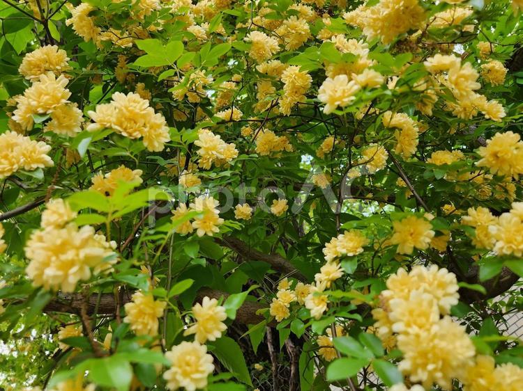 モッコウバラ モッコウバラ,黄薔薇,黄八重の写真素材