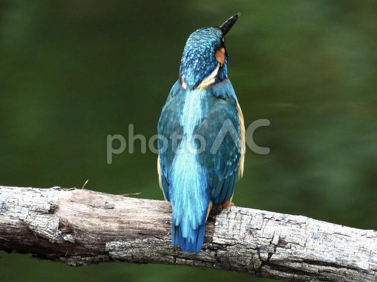 枯れ枝にとまるカワセミ 鳥,野鳥,カワセミの写真素材
