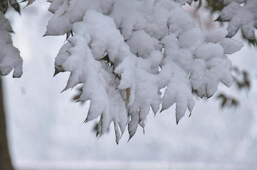 雪を受けとめて 雪を受けとめての写真