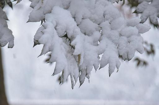 雪を受けとめて 雪,風景,冬景色の写真素材