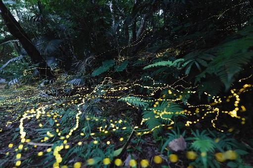 ヤエヤマボタル ヤエヤマボタル ヤエヤマボタル,昆虫,美しいの写真素材