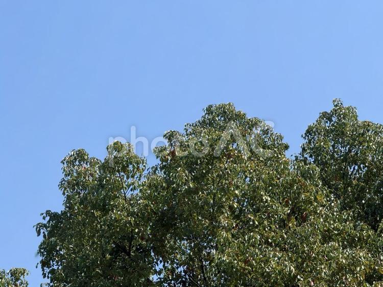 木々と青空 空,自然,晴れの写真素材