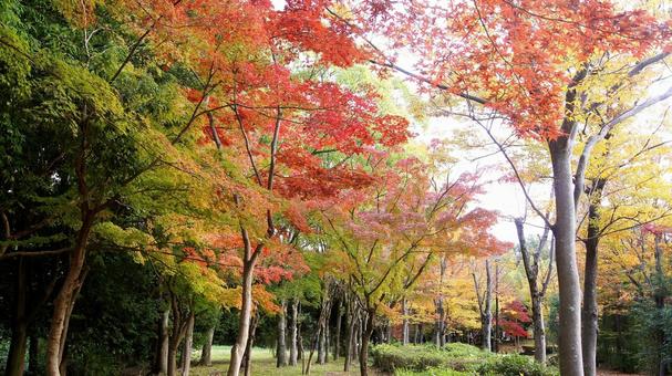 紅葉-1311 紅葉,モミジ,赤の写真素材