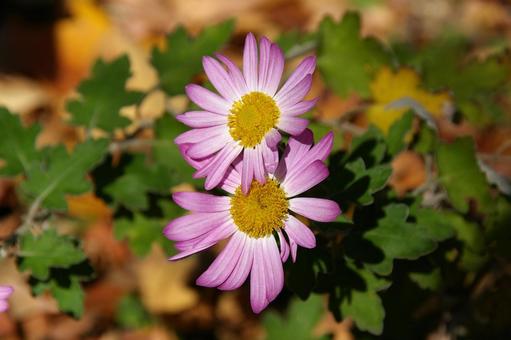 アカバナサツマノギク アカバナサツマノギク,赤花薩摩野菊,サツマノギクの写真素材