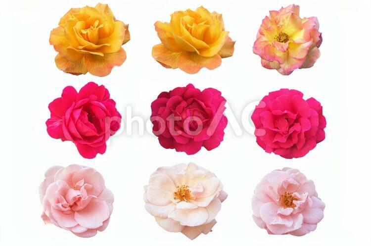 バラの切り抜き素材(作業用パス) パス,バラ,薔薇の写真素材