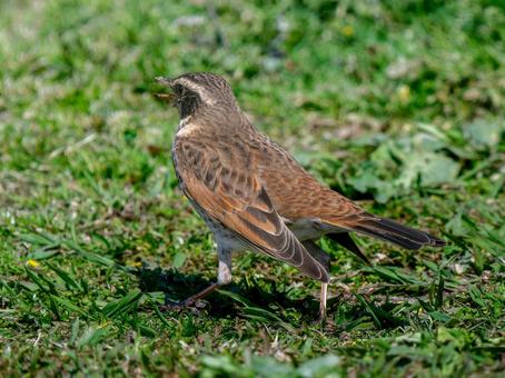 地面を歩くツグミ ツグミ,野鳥,鳥の写真素材