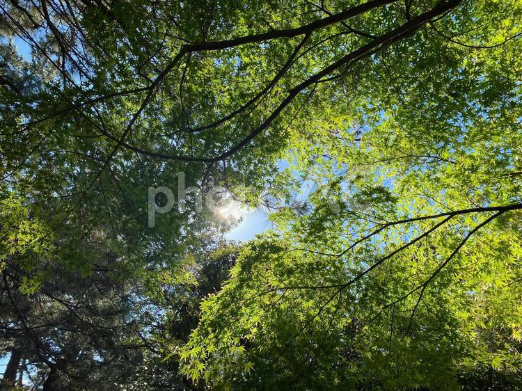 新緑と空、春の木漏れ日 木漏れ日,木,緑の写真素材