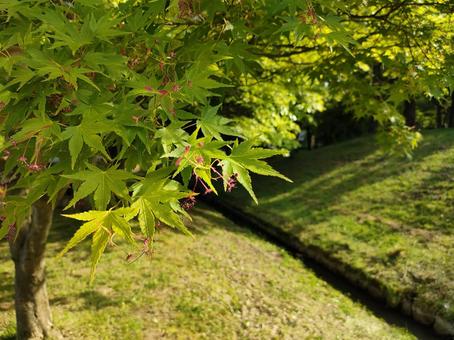 新緑の紅葉と用水路の写真