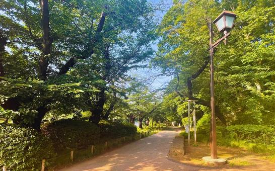 美しい緑道 美しい緑道の写真