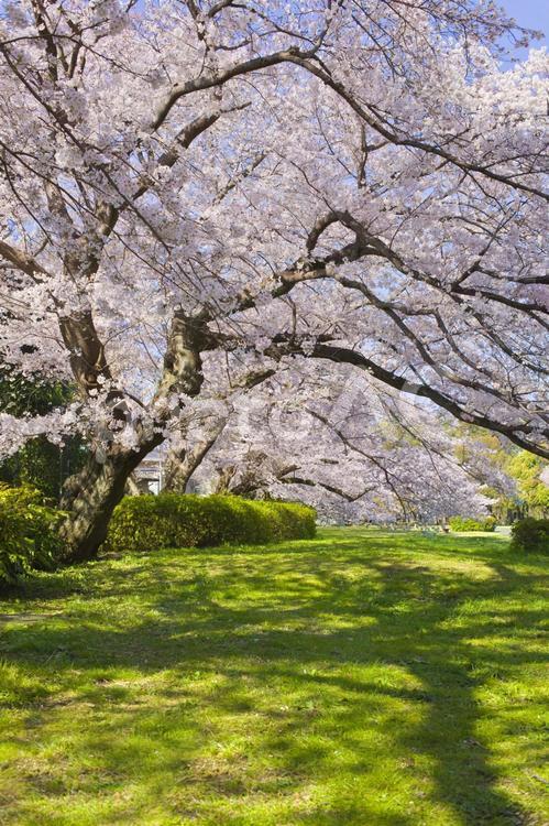 背景　桜の公園 背景,桜,花の写真素材
