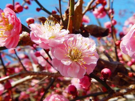 Plum blossoms 2, the season, four seasons, spring, JPG