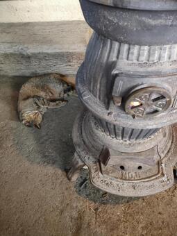 土間で薪ストーブにあたって熟睡中の猫 猫画像,薪ストーブ,猫の写真素材