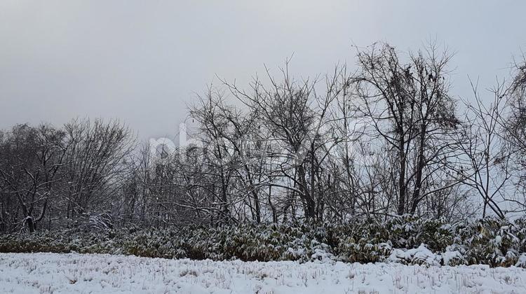 雪と木々 冬,木,雪の写真素材