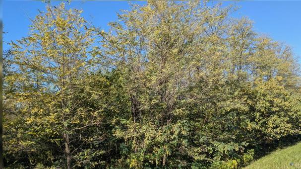 河川敷の風景 河川敷,河川敷の風景,木々の写真素材