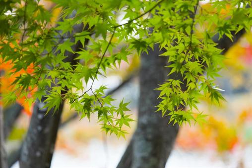 清水公園の紅葉 清水公園の紅葉,紅葉,清水公園の写真素材