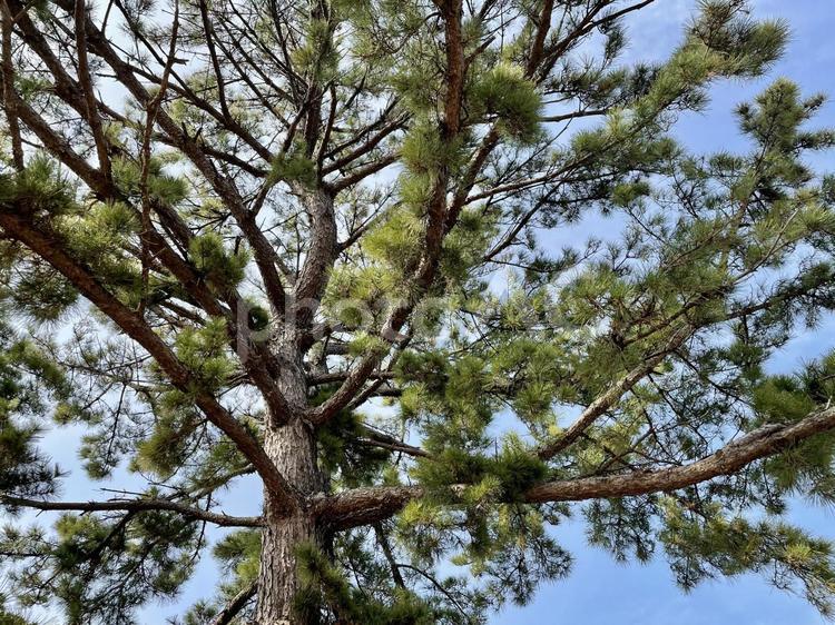 松の木と青空 松の木,木,青空の写真素材