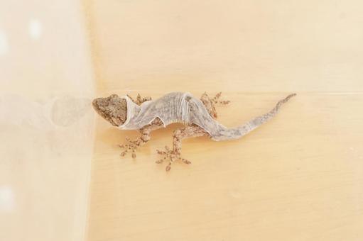 ニホンヤモリの脱皮 爬虫類の飼育 ニホンヤモリの脱皮 爬虫類の飼育の写真