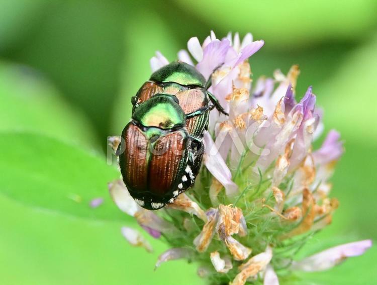 交尾をするマメコガネ マメコガネ,コガネムシ,黄金虫の写真素材