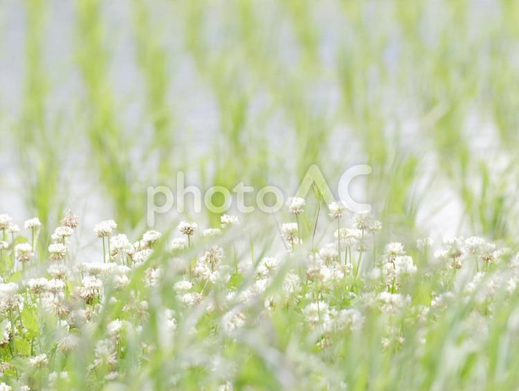水田に映えるしろつめ草 しろつめ草,水田,白い花の写真素材