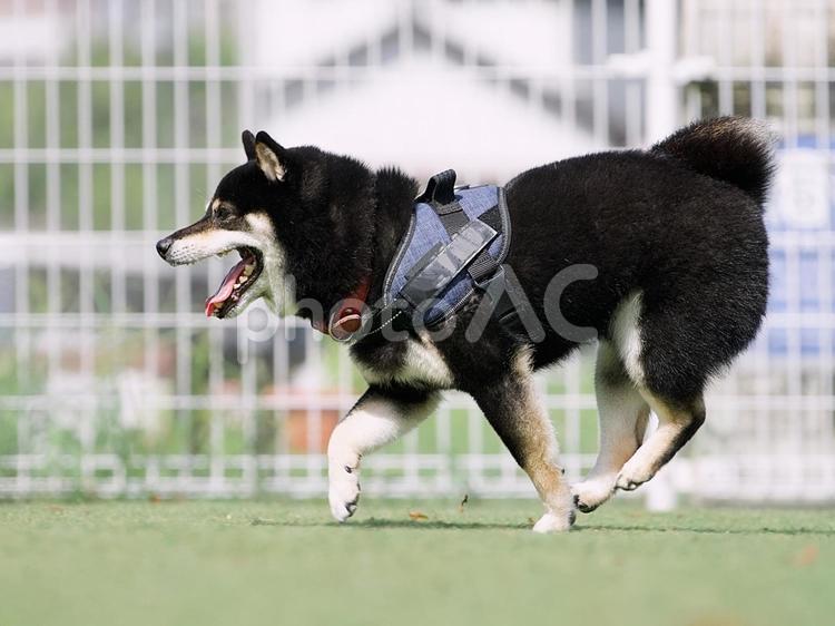 走るワンコ（柴犬・豆柴） 犬,柴犬,黒柴の写真素材
