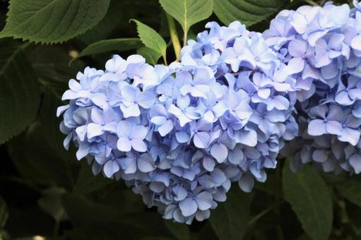 ハートの紫陽花の写真