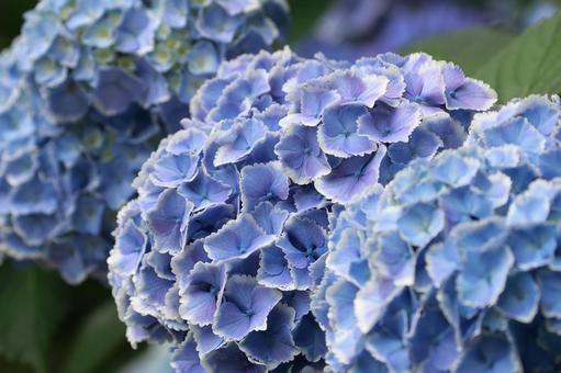 アジサイ アジサイ,花,装飾花の写真素材