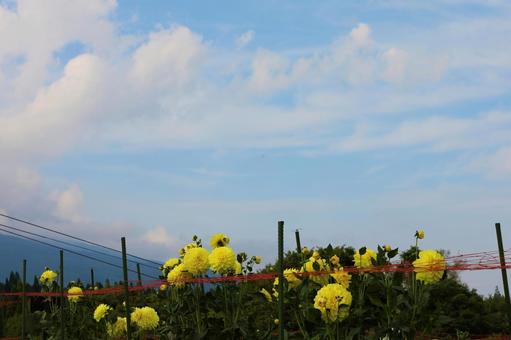 ダリア20 ダリア20の写真